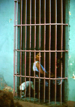 kuba-cuba-trinidad-fenster