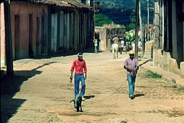 kuba-cuba-trinidad-schwein