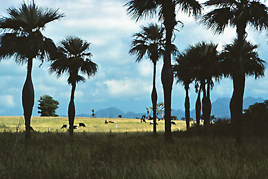 kuba-cuba-palma_barrigona