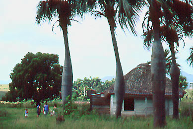 kuba-cuba-palma-barrigona