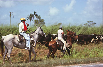 kuba-cuba-cowboy-vaquero